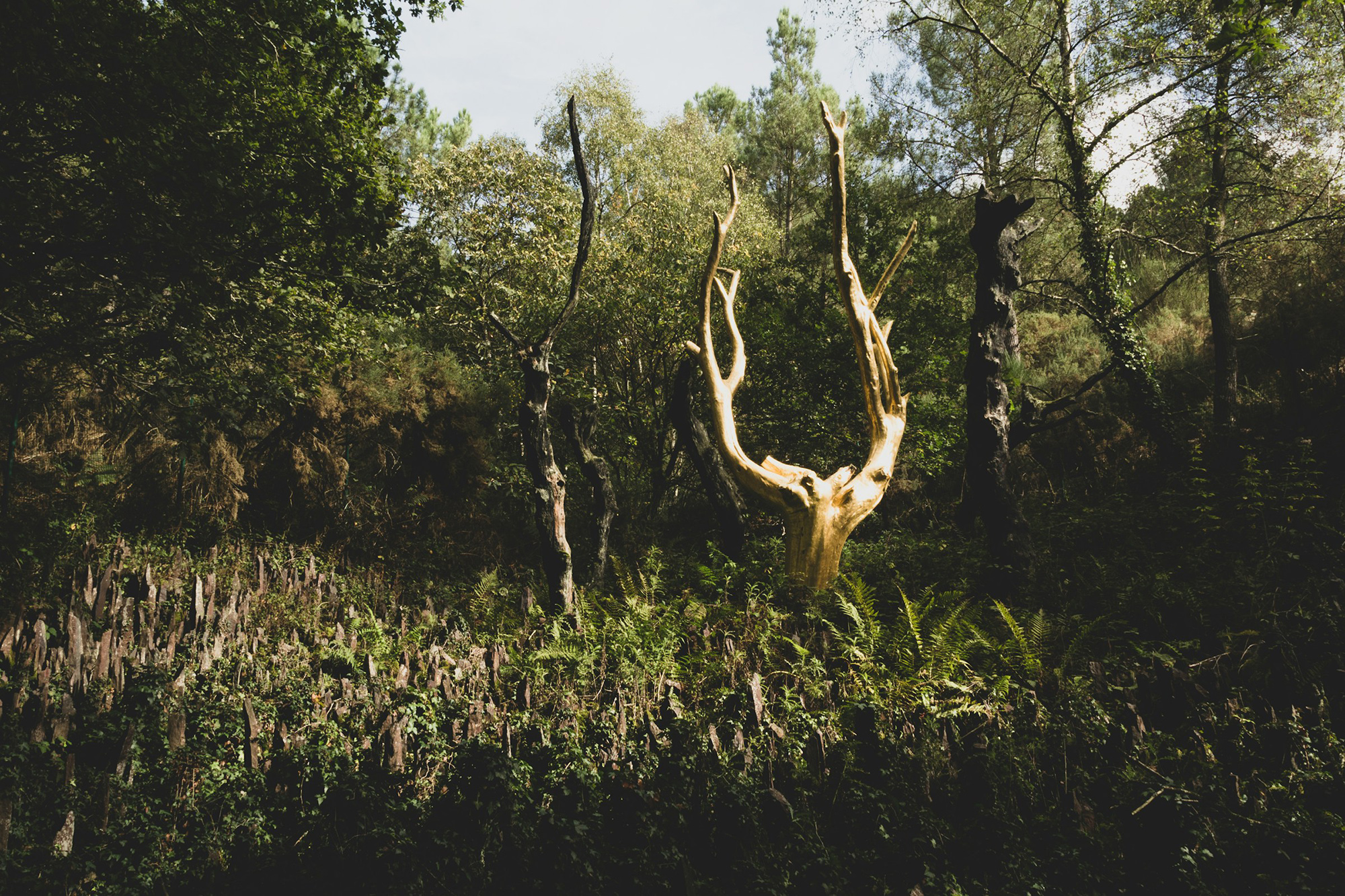 L'arbre d'or dans la forêt de Brocéliande