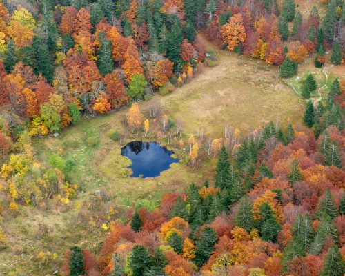 Tourbière_du_Frankenthal