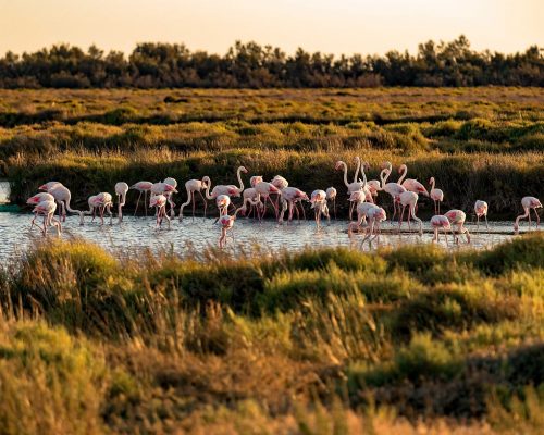 Camargue (Bouches-du-Rhône, Provence-Alpes-Côte d'Azur,France )