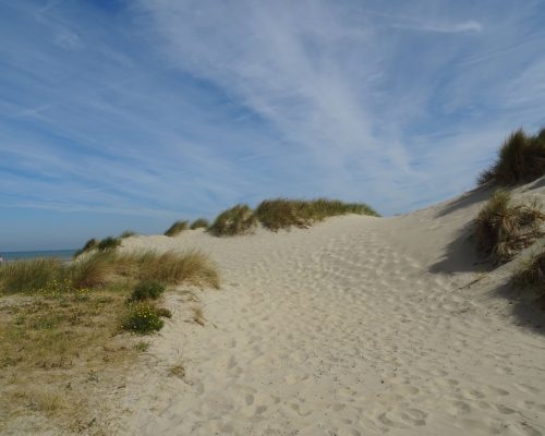 dunes de Flandre (nord, hauts-de-france,france )