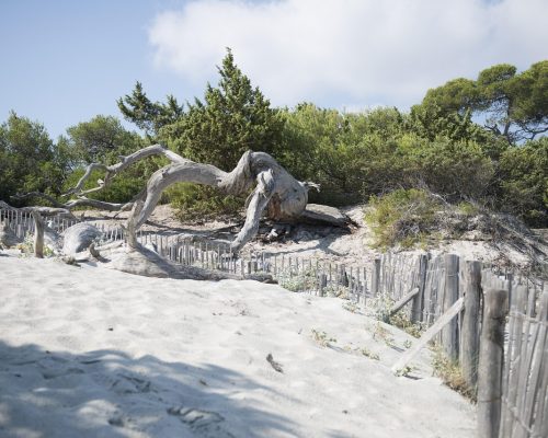 Plage de Saleccia (Haute-Corse, Corse,France )